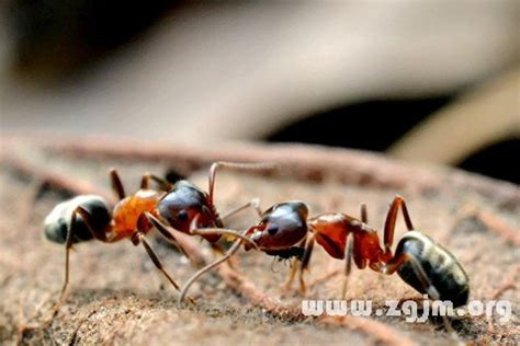 夢見很多螞蟻是什麼意思 啟速成
